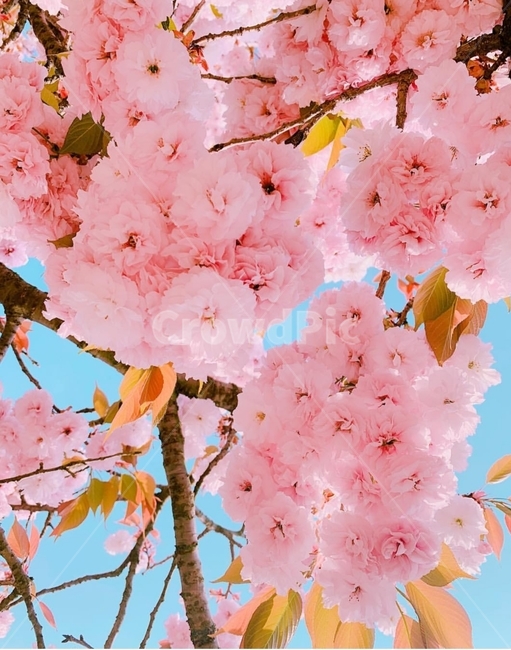 겹벚꽃,왕벚꽃,벚꽃,나무,분홍색,색감,봄,봄나무,봄꽃