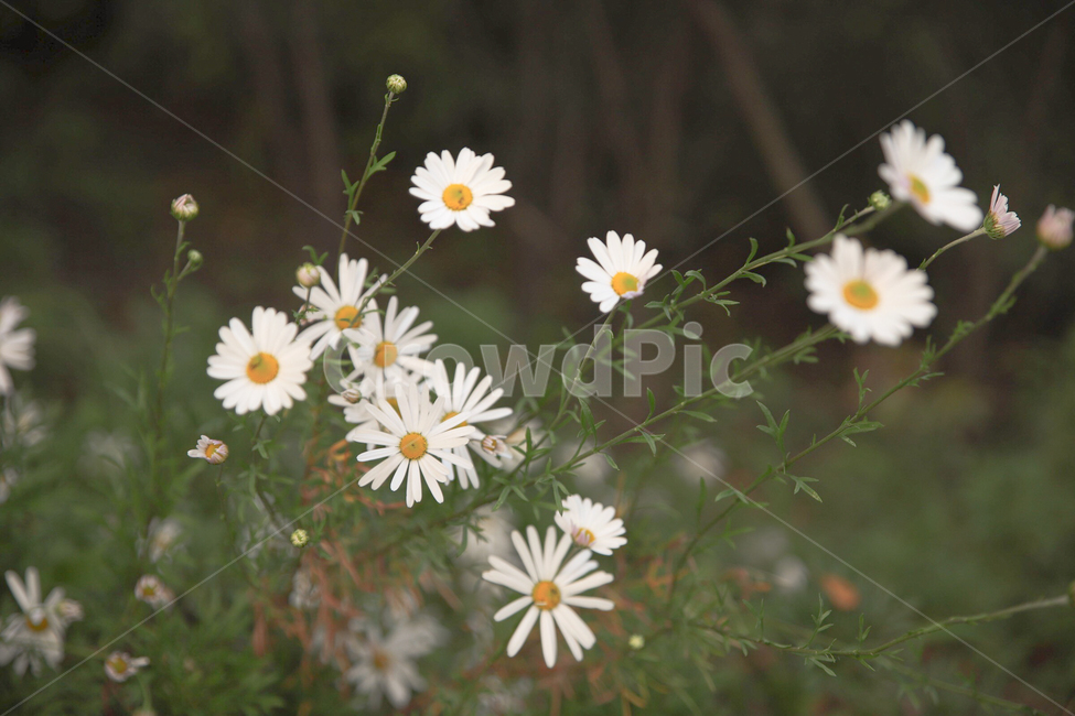 plant,식물,꽃,flower,데이지,봄,spring