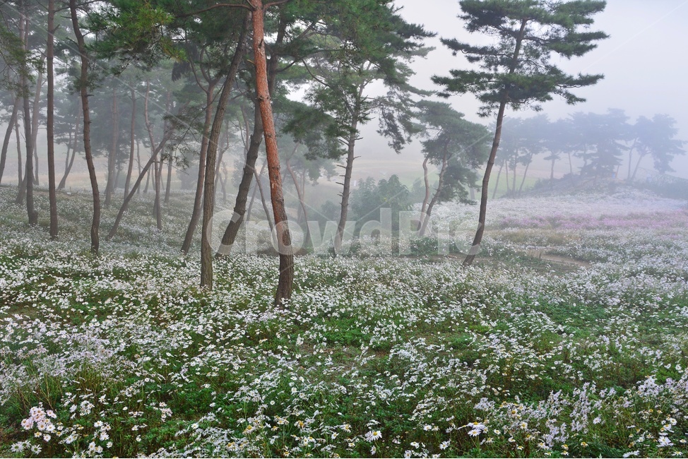 weather,날씨,fog,안개,nature,자연,outdoors,옥외,tree,나무,plant,식물,treetrunk,나무줄기,vegetation,초목,woodland,삼림지,forest,숲,정읍,구절초공원,구절초,구절초축제,소나무