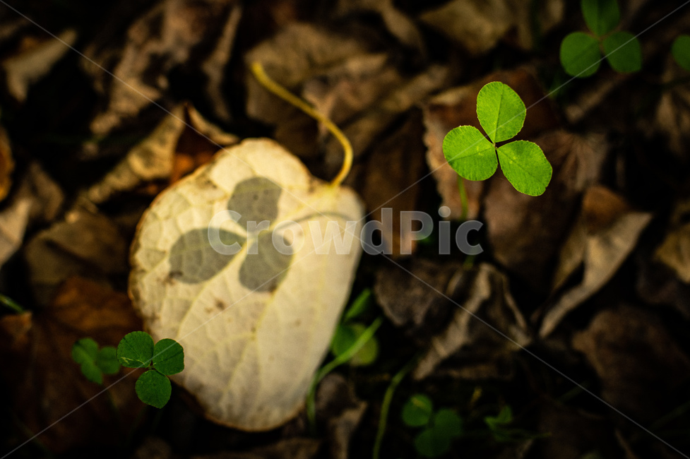 three leaf clover,green,shadow,clover,Emotion