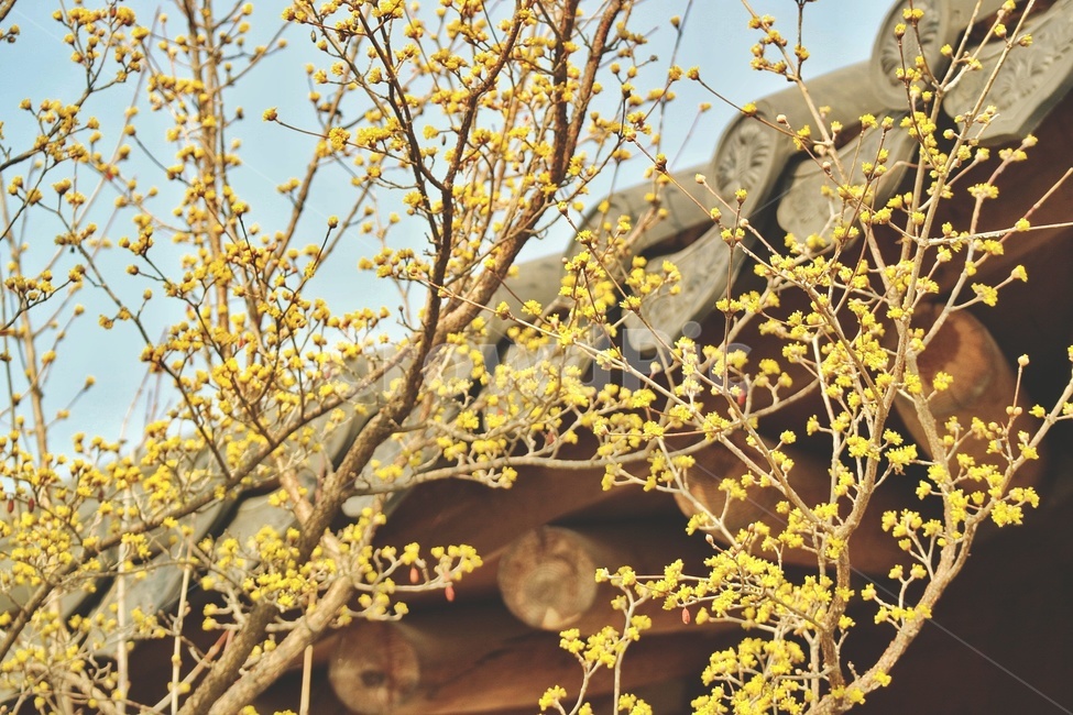 꽃,flower,산수유,봄,spring,담양,슬로우시티,기와,봄,계절,spring,season,한국전통,한국문화,korean traditional,korean culture,식물,자연,plants,nature,꽃,flower,plant