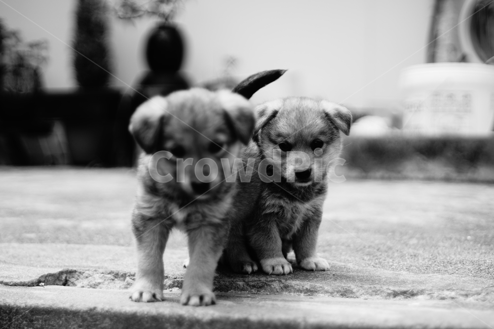 멍멍이,시골강아지,시골집,강아지,똥강아지,pu,puppy,동물,포유류,mammal,dog,pet,흑백,cute,댕댕이,동물,animal,포유류,mammal,개,강아지,dog,doggy,흑백,모노톤,monochrome,black and white