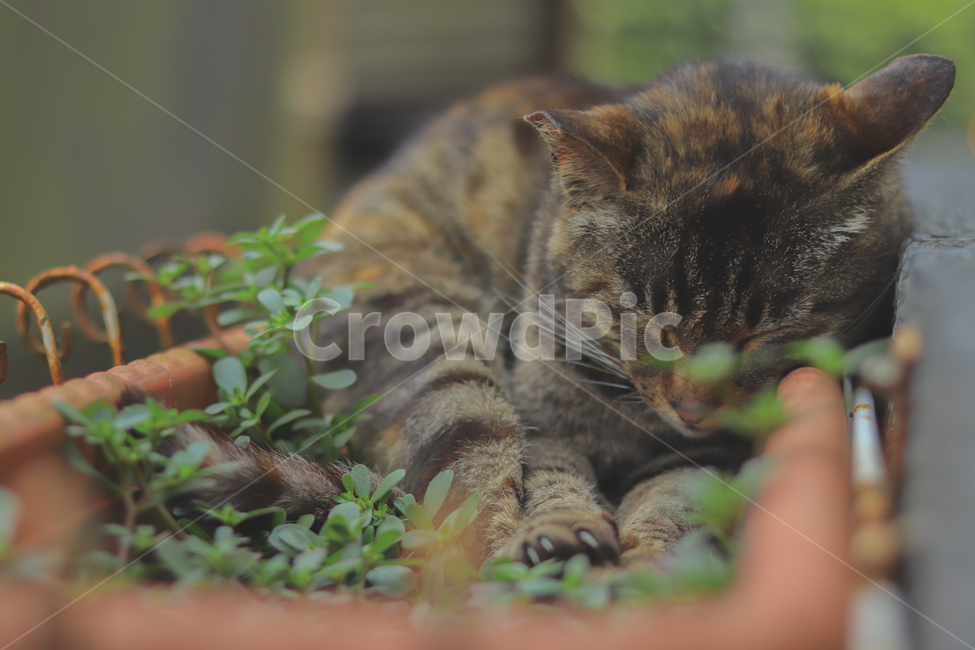 고양이,동물,길고양이,냐옹이,야옹이,잠,길거리,animal,straycat,kitty,street,동물,animal,포유류,mammal,고양이,cat,kitten,kitty