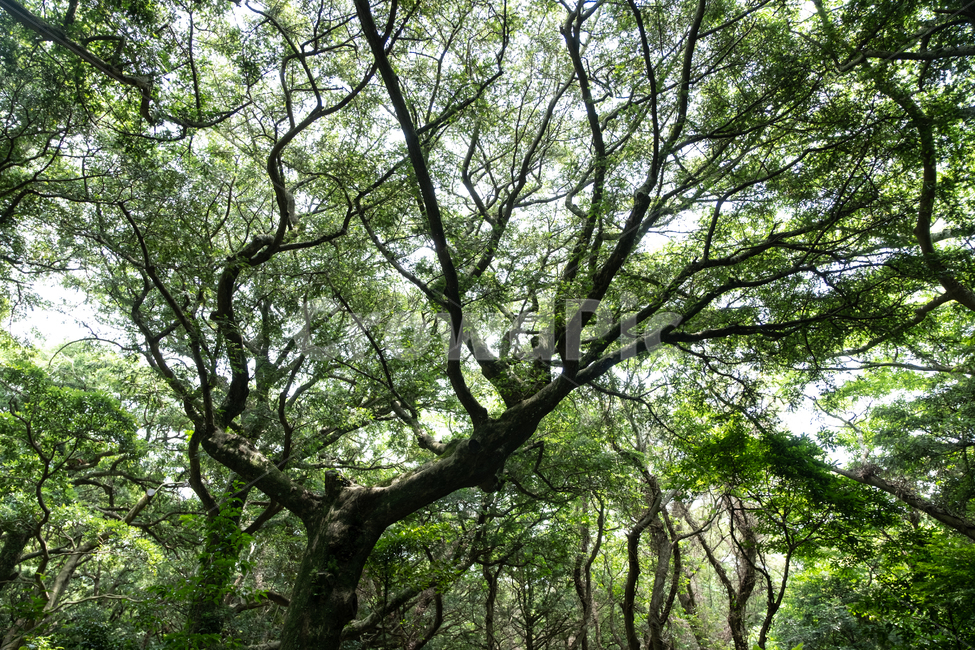 제주,제주도,섬,자연,풍경,경치,아름다운풍경,아름다움,nature,land,outdoor,비자림,숲,tree,나무,식물,plant,나무줄기,자연,풍경,nature,landscape,식물,plants,나무,trees,wood,tree trunk,나무 줄기