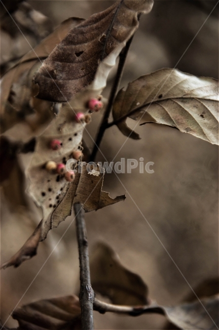 자연,나뭇잎,분위기,감성,겨울,가을,산,낙엽,대구,왈요산,풍경,식물,자연,plants,nature