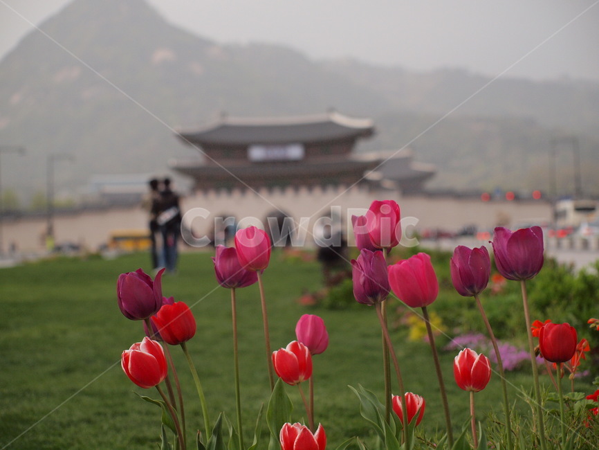 광화문,튤립,봄,잔디,plant,식물,flower,꽃,blossom,식물,자연,plants,nature,꽃,flower