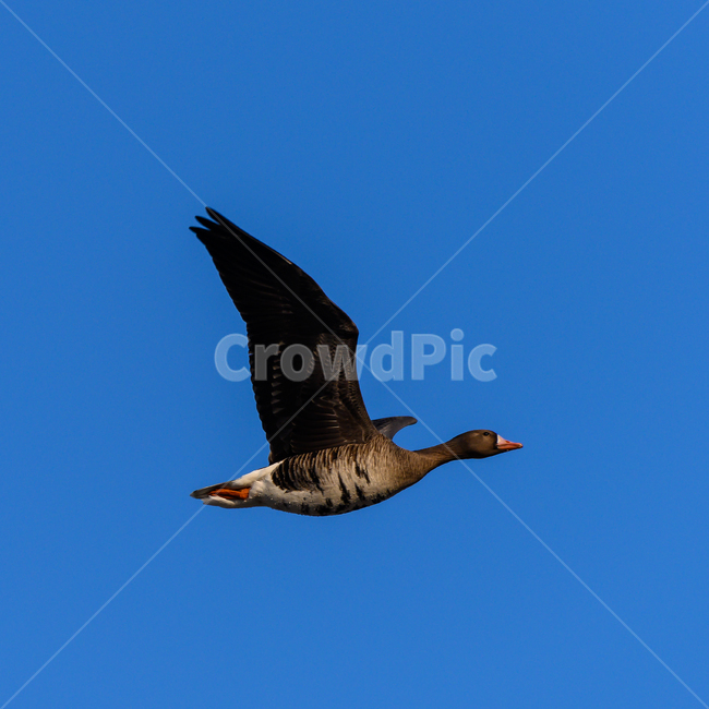 flying,나는,animal,동물,bird,새,wintervisitor,철새,겨울철새,migratorybirds,landscape,nopeople,nature,sky,fly,쇠기러기,하늘,파란색,blue,동물,animal,조류,새,birds