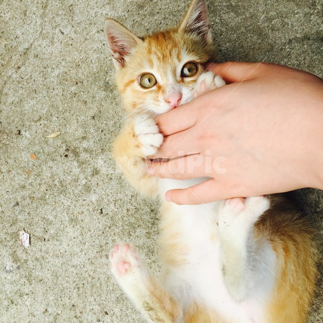 고양이,반려묘,애완동물,cat,animal,pet,귀여움,cute,동물,animal,포유류,mammal,고양이,cat,kitten,kitty