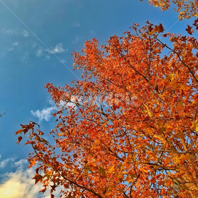 leaf,잎,plant,식물,tree,나무,maple,단풍,가을,단풍놀이,redleaf,가을,계절,fall,autumn,season