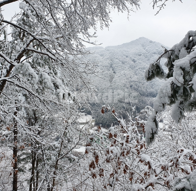 산,눈,나무,숲,겨울