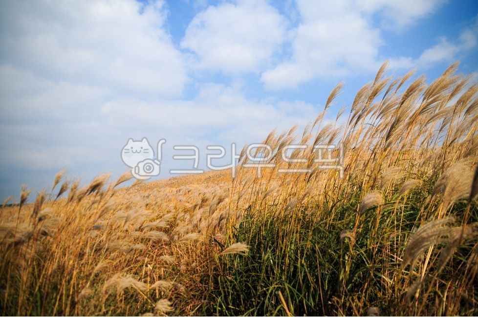 plant, 식물, 갈대, 자연, nature, 사진,이미지,일러스트,캘리그라피 - superzelly작가