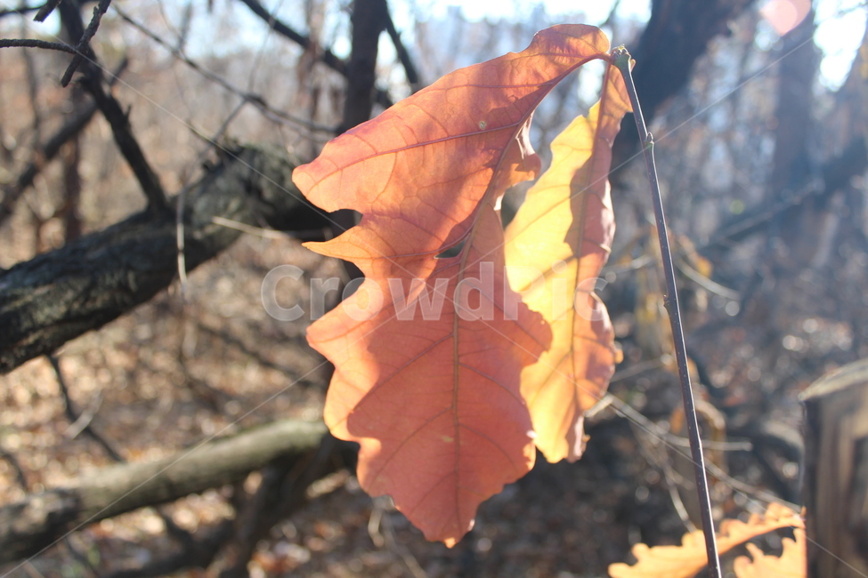 잎,plant,식물,leaf,yellow