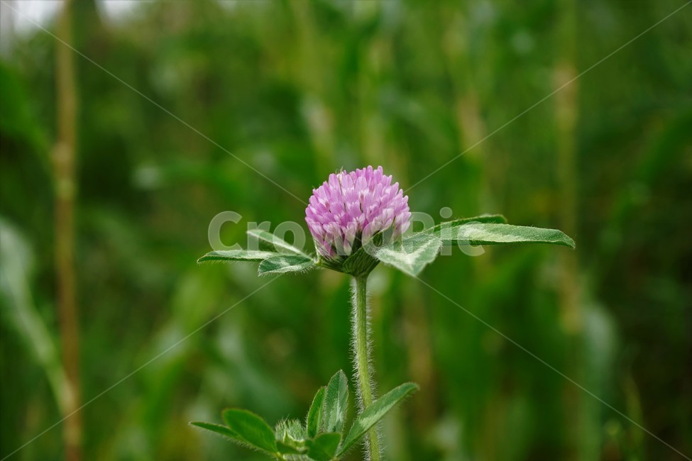 토끼풀,붉은토끼풀,귀화식물,풀,클로버,crimsonclover,grass,green,nature,plant,redclover,trifolium