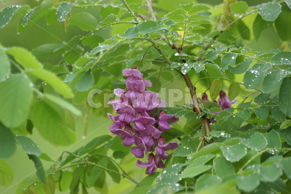 꽃,식물,flower,아카시아,빨간아카시아,식물,자연,plants,nature,꽃,flower