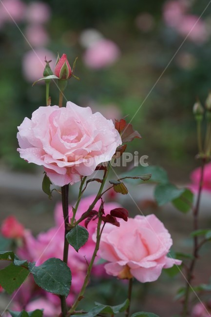 장미,꽃,rose,식물,분홍장미,자연,flower,장미꽃,nature,식물,자연,plants,nature,꽃,flower