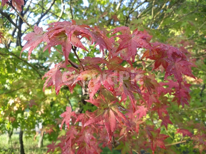 plant,식물,leaf,잎,tree,나무,단풍,식물,자연,plants,nature