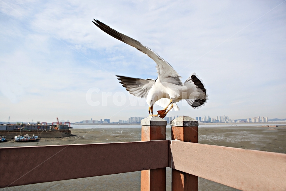 갈매기,조류,새,하늘,풍경,배경,자연,풍광,동물,animal,조류,새,birds
