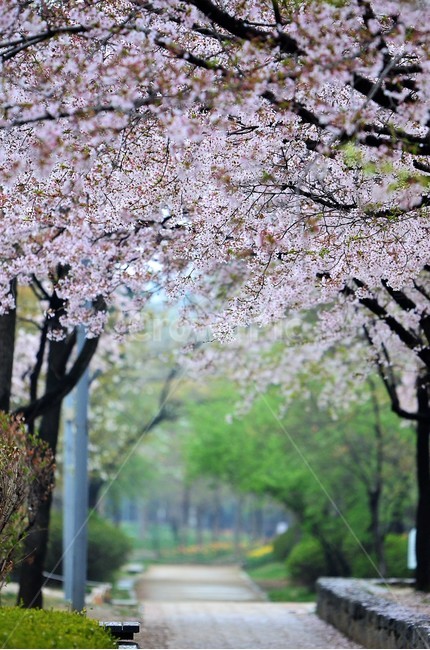 さくら,벚꽃,cheeryblossom,blossom,flower,spring,꽃,봄,봄,계절,spring,season,자연,풍경,nature,landscape