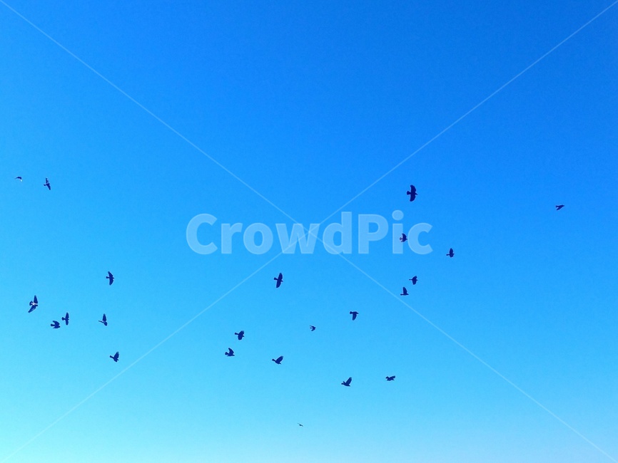 철새,파란하늘,까마귀,아름다운,경치,철새들,동물,animal,조류,새,birds