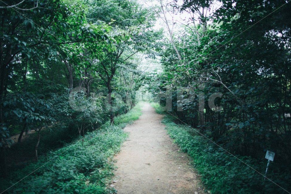 경주,산림환경연구원,식물,나무,스냅,자연,풍경,nature,landscape,휴식,힐링,rest,relaxation,healing,path,통로