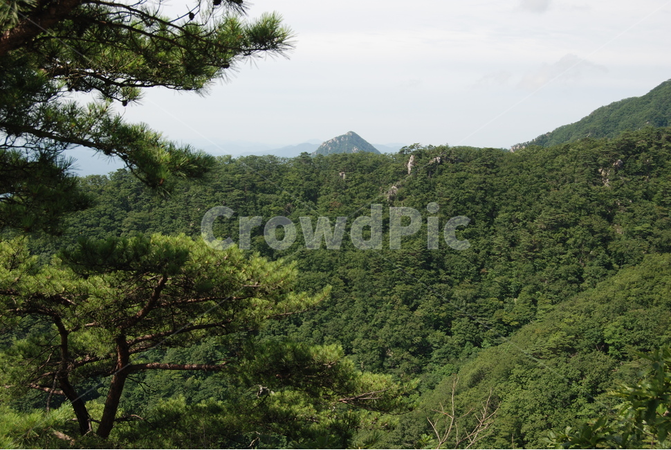 hikingtrail,cloud,mountain,summer,산,자연,풍경,nature,landscape,outdoors,옥외,tree,나무,plant,식물