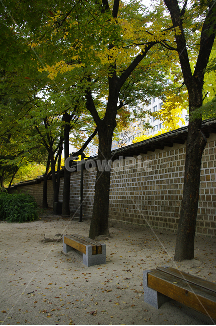 전통,기와지붕,담장,가을,단풍,나무,식물,plant,자연,nature,가을,계절,fall,autumn,season,한국전통,한국문화,korean traditional,korean culture,건축물,건물외관,exterior,building,structure,architecture,construction,tree,tree trunk,나무 줄기,furniture,가구,bench,벤치