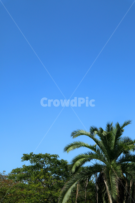 자연배경,야자수,하늘,파란하늘,배경,landscape,sky,자연,풍경,nature,landscape,tree,나무,plant,식물,palm tree