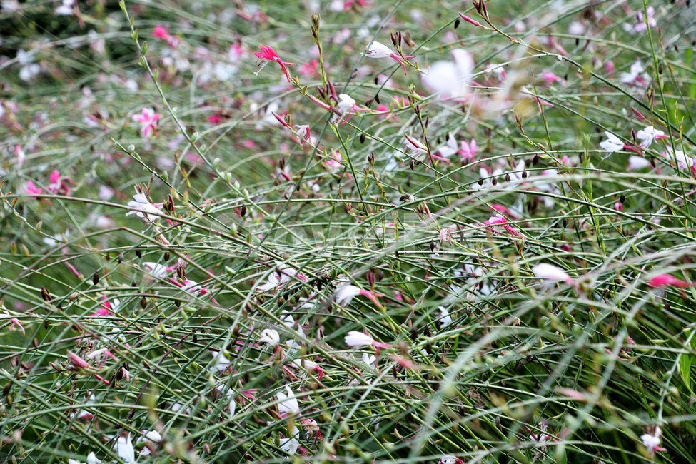자연,식물,숲,작은꽃,접사,식물,자연,plants,nature,꽃,flower