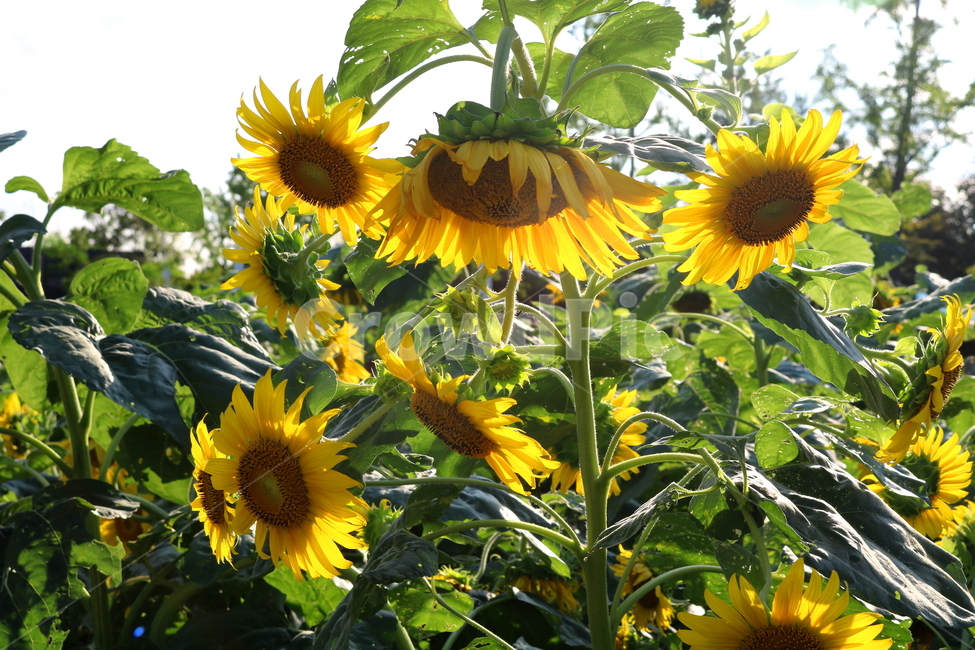 해바라기,해바라기꽃,꽃,식물,나무,씨,해바라기씨,자연,여름,계절,summer,season,식물,자연,plants,nature,꽃,flower,plant,blossom,sunflower