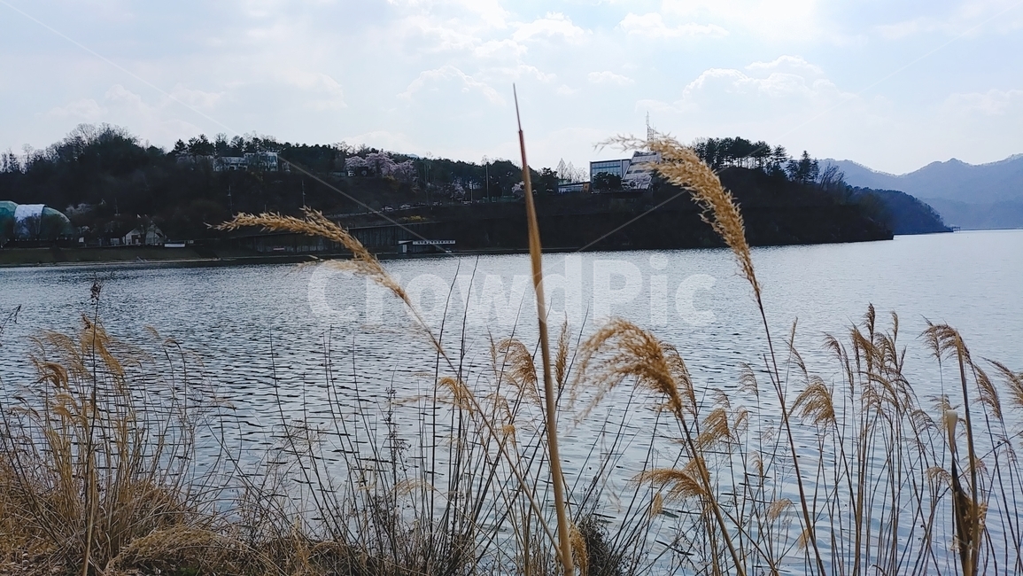 갈대,강,풍경,가을,reed
