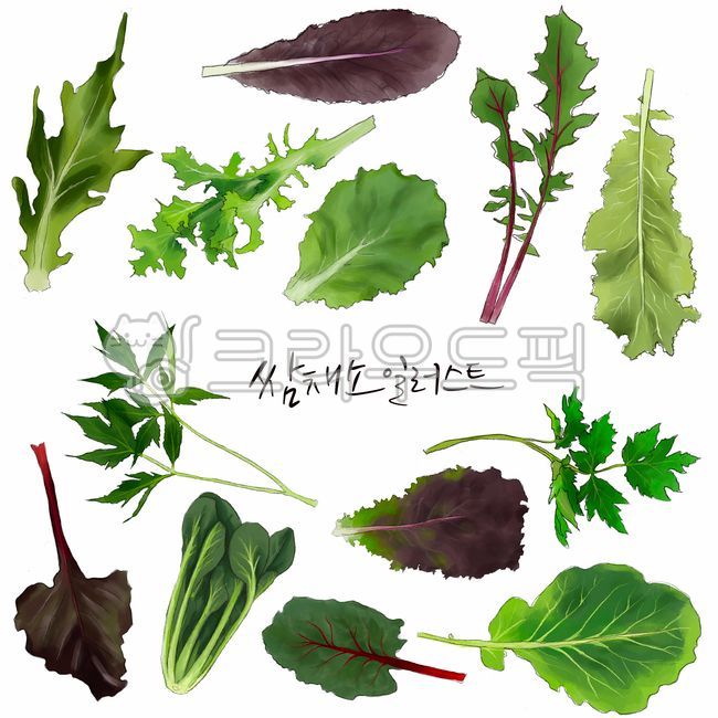 plant, 쌈채소, 쌈야채, green, 식물, 사진,이미지,일러스트,캘리그라피 - 돋음작가