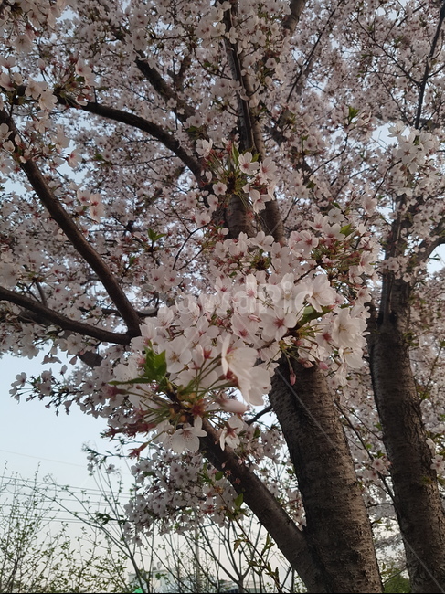 벛꽃,활짝핀꽃,벛꽃나무,나무,봄날,봄,계절,spring,season,식물,자연,plants,nature,꽃,flower,plant