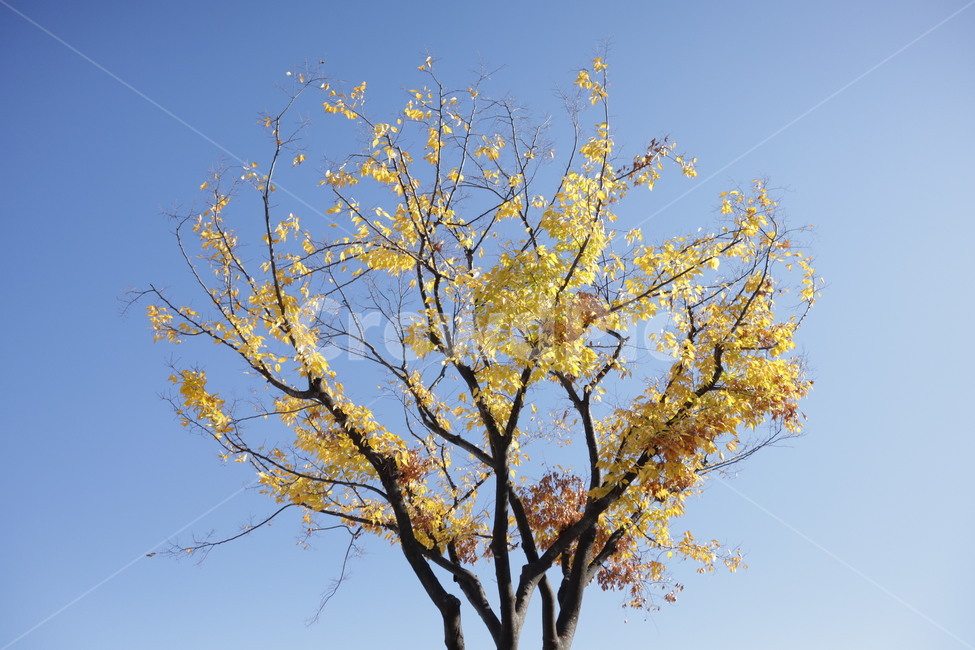 가을,나무,tree,자연,식물,식물,자연,plants,nature,나무,trees,wood