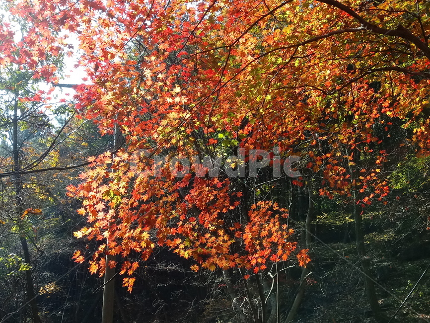 낙엽,단풍,落葉,leaves,나뭇잎,단풍나무,식물,maple,낙엽활엽관목,잎,계절,가을,자연,풍경,outdoors,옥외,fallautumnseason,naturelandscape,풍경사진,가을,계절,fall,autumn,season,plant,leaf,tree,나무