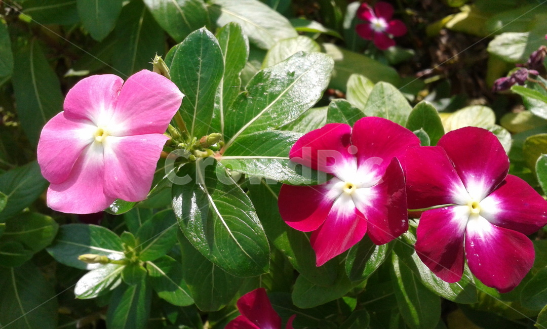 blossom,꽃,plant,식물,geranium,제라늄,flower,식물,자연,plants,nature,꽃,flower