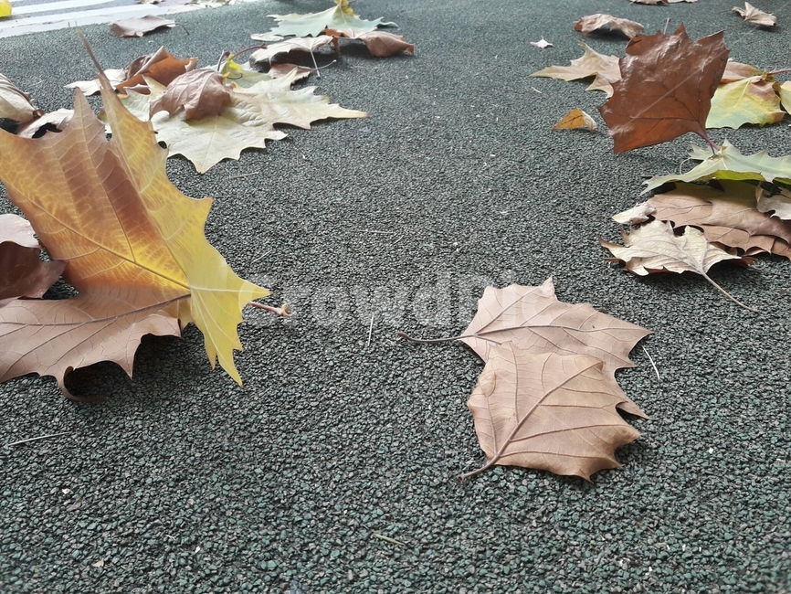 가을,낙엽,나뭇잎,잎,leaf,fall,autumn