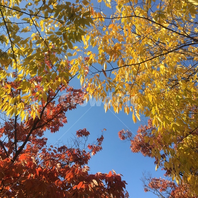 낙엽,단풍잎,가을,가을하늘,하늘,알록달록,가을,계절,fall,autumn,season,자연,풍경,nature,landscape,plant,식물,leaf,잎,tree,나무,maple,단풍
