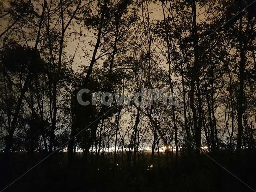 나무,배경,야경,밤드라이브,센치함