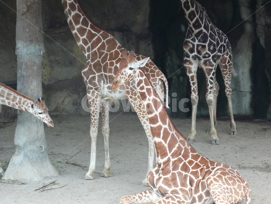 기린,동물,자연,동물원,무늬,zoo