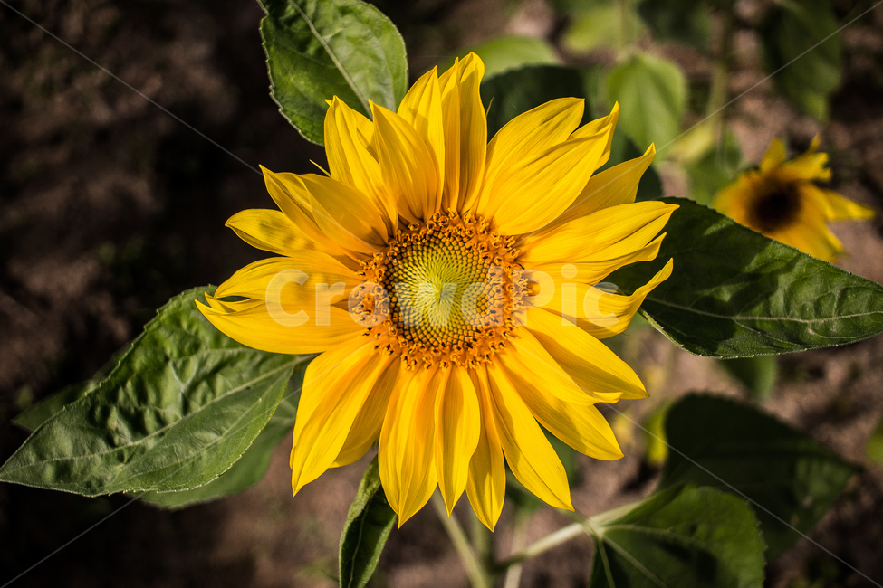 식물,꽃,해바라기,노랑,봄,자연,spring,macro,leaf,agriculture,background,beautiful,beauty,bloom,blossom,bright,closeup,color,colorful,field,flora,floral,flower,garden,green,natural,nature,petal,plant,summer,sunflower,sunny,yellow,식물,자연,plants,nature,꽃,flower