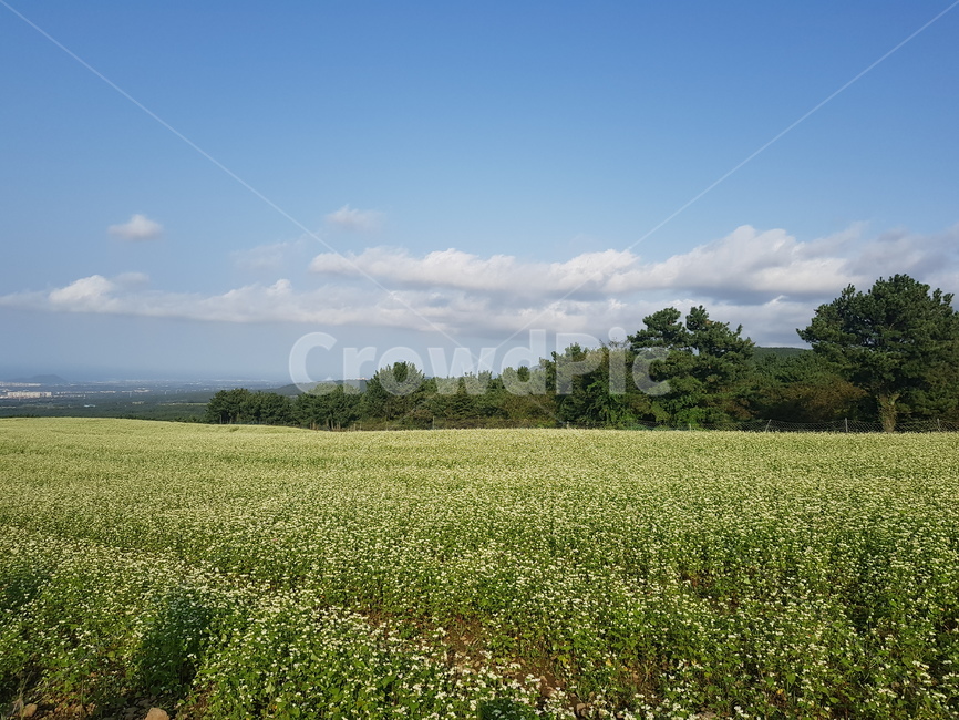 메밀,하늘,메밀밭,outdoors,옥외,grassland,들,nature,자연,자연,풍경,nature,landscape,목초지,field,rural,농촌,farm,농장,meadow