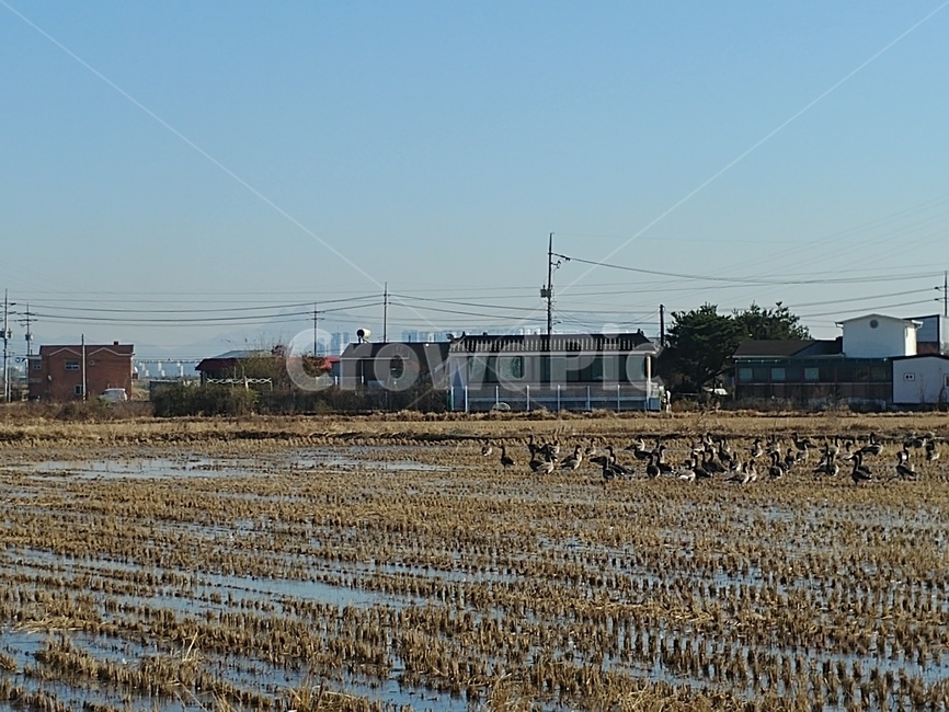 논밭,겨울논,철새,오리,migratorybird