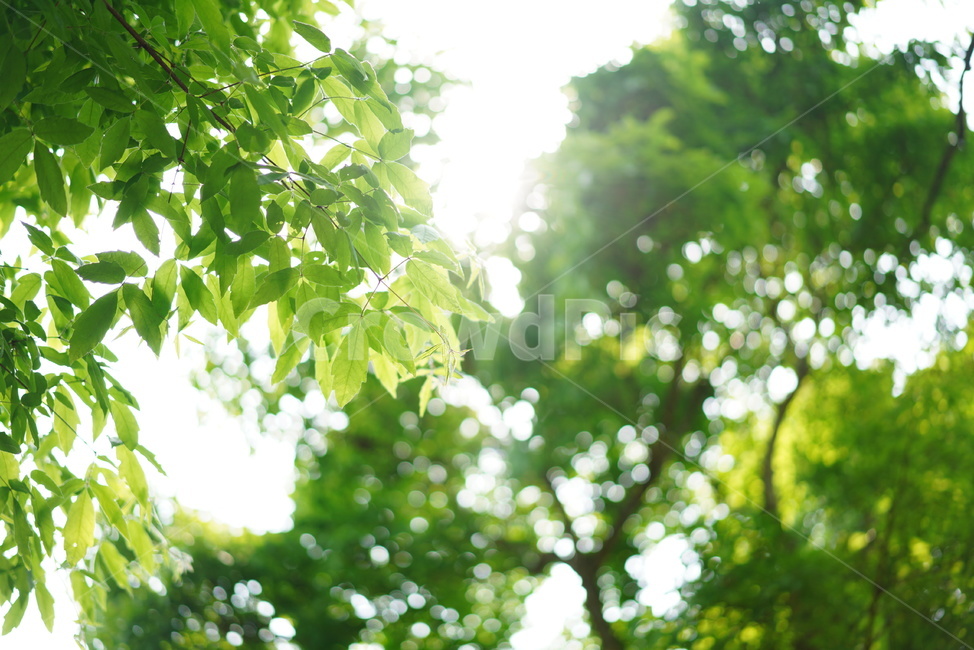 숲,녹색,나무,그린,잎,자연,식물,빛,green,생물,생명