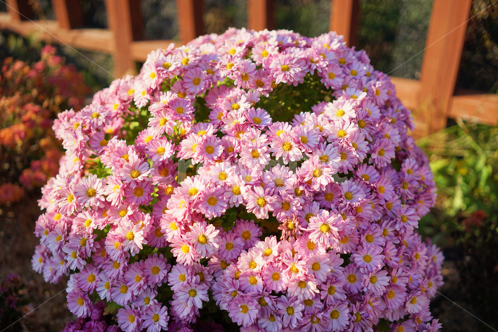 국화,분홍색꽃,과꽃,화단,정원,수목원,햇살,꽃,식물,vivid,flower,blooming,garden,식물,자연,plants,nature,꽃,flower