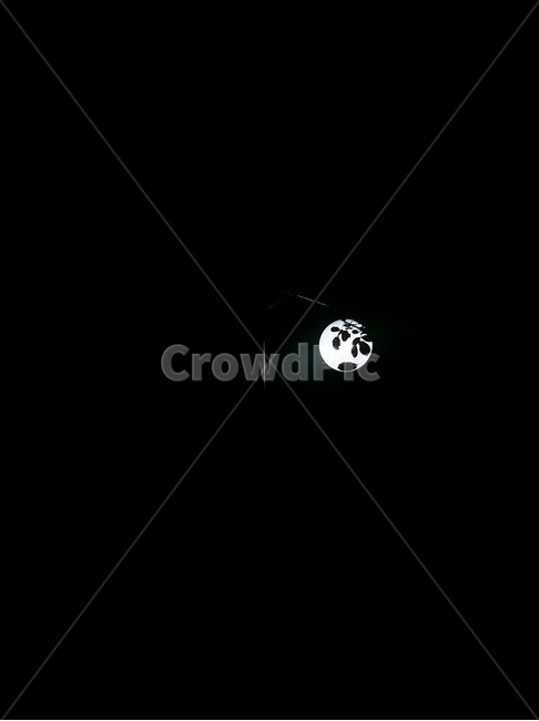 불빛,빛,전등,가로등,밤,자정,나뭇잎,잎,그림자,검은색,light,lamp,midnight,leaf,shadow,black,야경,밤,풍경,nightscape,night,landscape