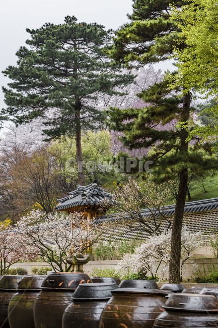 호암미술관,장독대,독,옹기,항아리,된장독,간장독,전통옹기,후원,정원,봄,만개,한국전통,한국문화,korean traditional,korean culture