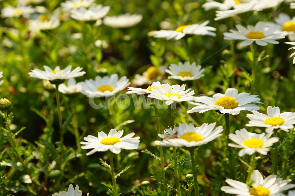 봄,봄꽃,꽃,마아가렛,마가렛,흰색,살랑살랑,식물,자연,plants,nature,꽃,flower