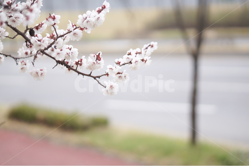봄,매화,꽃,꽃놀이,flower,봄,계절,spring,season,식물,자연,plants,nature,꽃,flower,감성,sensible,feeling,plant