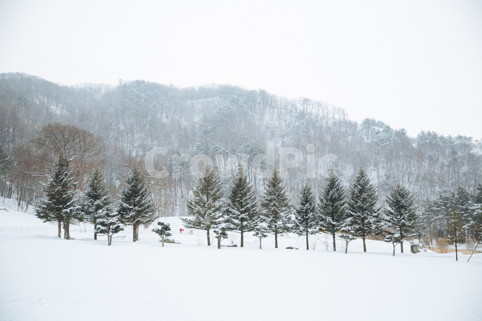 겨울,눈,풍경,감성,스냅,겨울,계절,winter,season,자연,풍경,nature,landscape,tree,나무,plant,식물,fir,전나무,outdoors,옥외