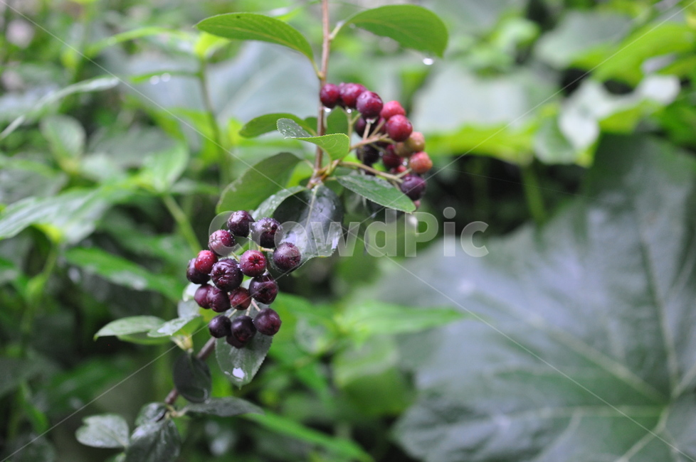 아로니아,자연,풍경,아로니아열매,식물,aronia,식물,자연,plants,nature,과일,열매,fruit